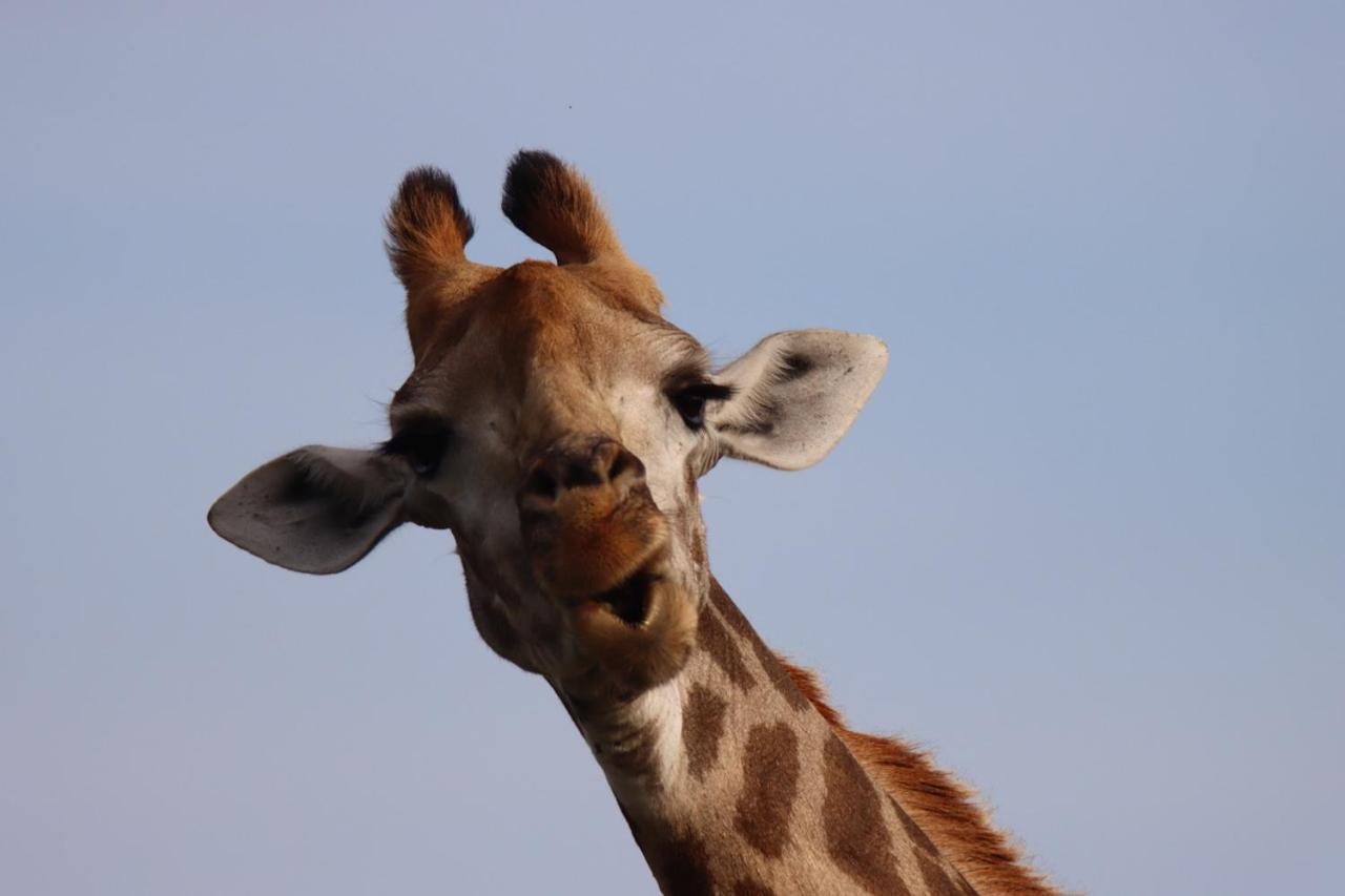 Ku Sungula Safari Lodge Balule Game Reserve Exterior photo