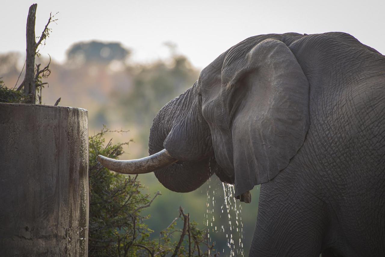 Ku Sungula Safari Lodge Balule Game Reserve Exterior photo